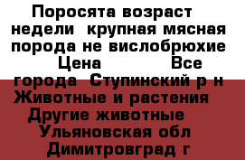 Поросята возраст 4 недели, крупная мясная порода(не вислобрюхие ) › Цена ­ 4 000 - Все города, Ступинский р-н Животные и растения » Другие животные   . Ульяновская обл.,Димитровград г.